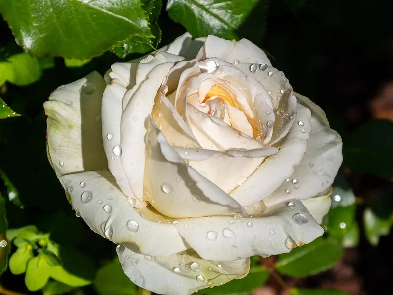 Cultivo y cuidados botánicos de Rosa luminiscente