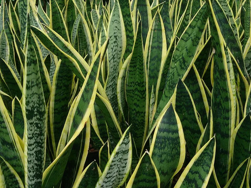 Cultivo y cuidados botánicos de Sansevieria luminiscente