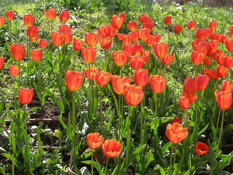 Cultivo y cuidados botánicos de Tulipán luminiscente