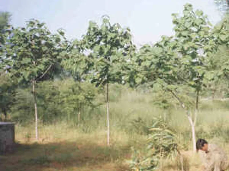 Cultivo y cuidados botánicos de Gmelina o Melina