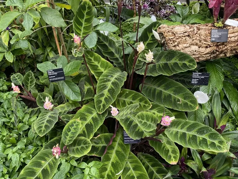 Cultivo y cuidados botánicos de Planta de la Pasión de Warscewicz