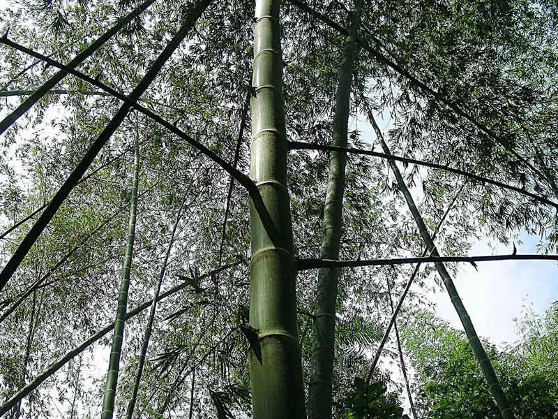 Cultivo y cuidados botánicos de Guadua
