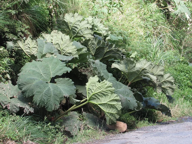 Cultivo y cuidados botánicos de Ruibarbo gigante