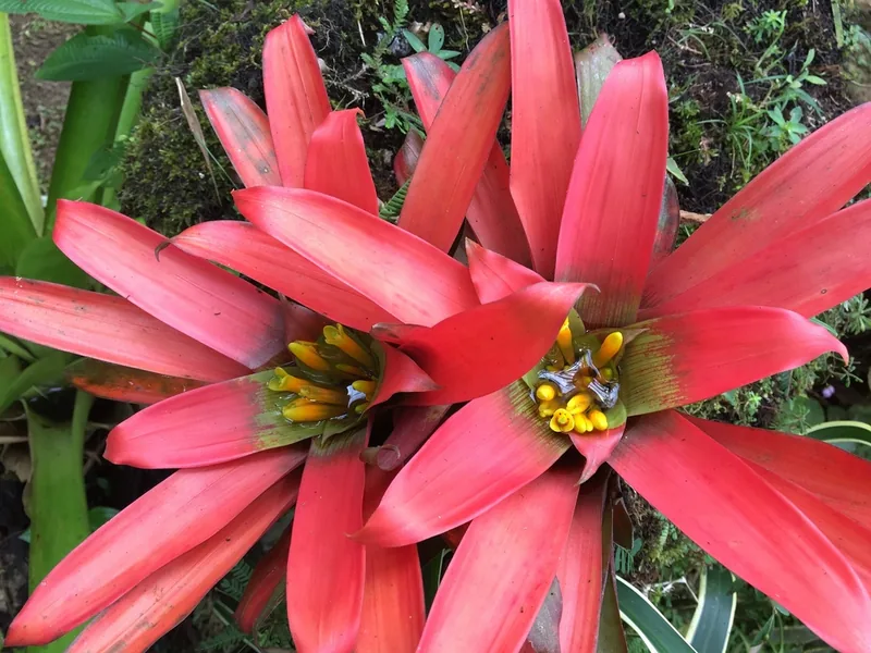 Cultivo y cuidados botánicos de Guzmania Sanguinea