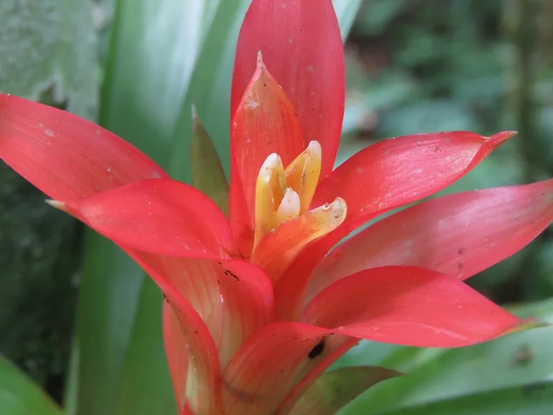 Cultivo y cuidados botánicos de Guzmania