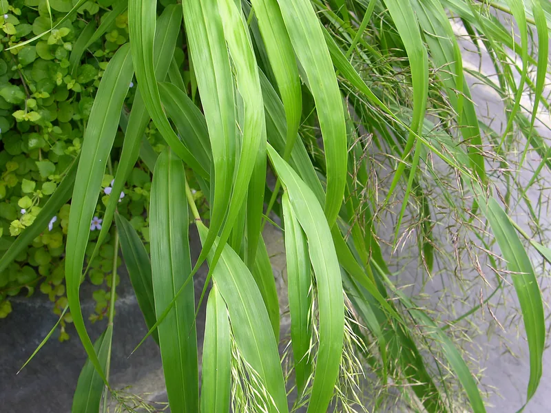Cultivo y cuidados botánicos de Hierba del bosque japonesa