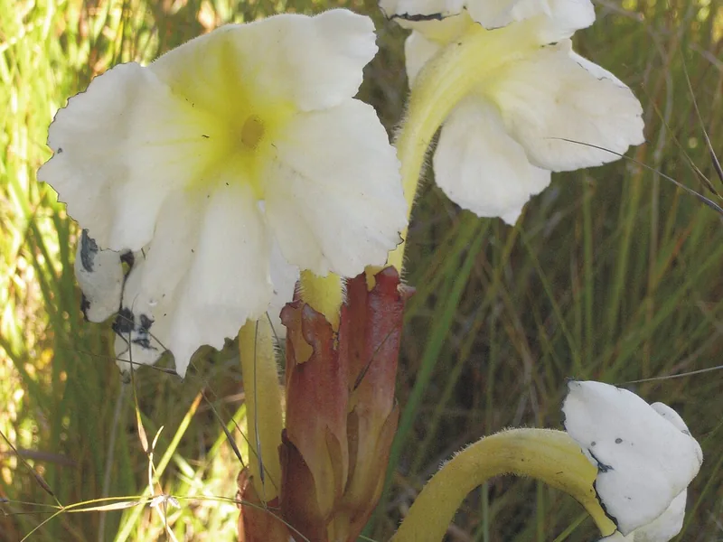 Ficha botánica de Harveya caperata (Harveya caperata)