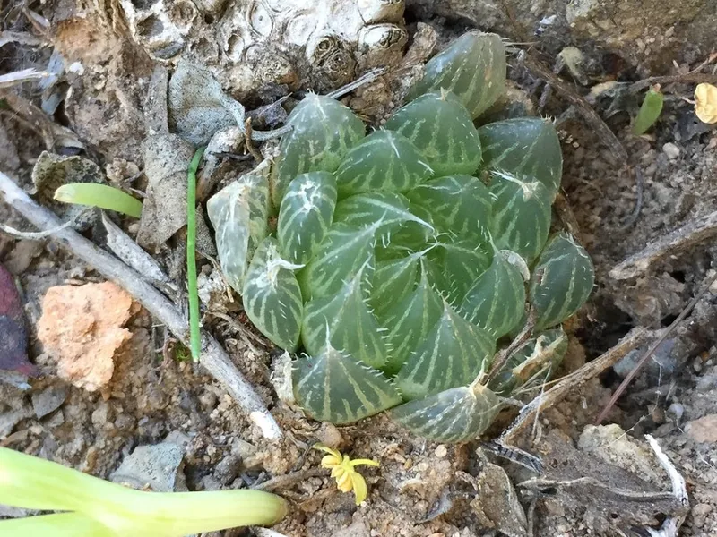 Cultivo y cuidados botánicos de Haworthia Cooperi