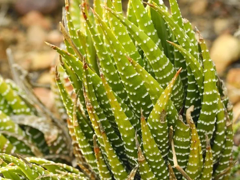 Cultivo y cuidados botánicos de Planta cebra