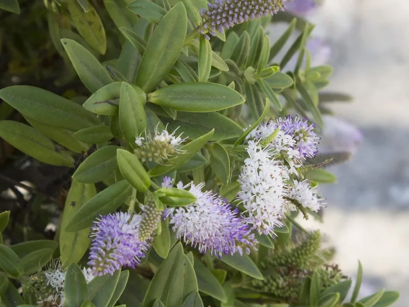 Cultivo y cuidados botánicos de Hebe de Anderson
