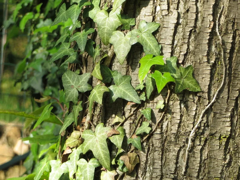 Cultivo y cuidados botánicos de Hedera Helix