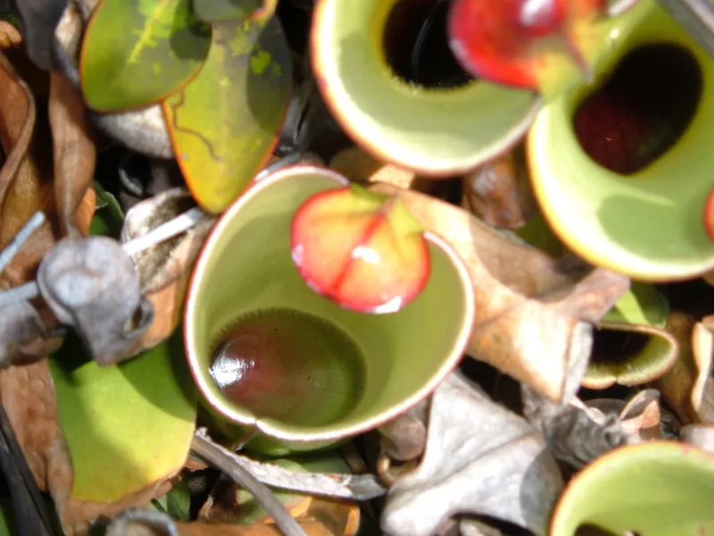 Cultivo y cuidados botánicos de Heliamphora de Gran Sabana