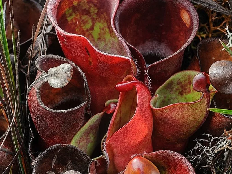 Cultivo y cuidados botánicos de Heliamphora menor