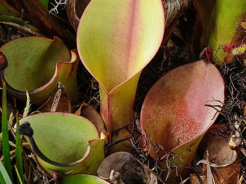 Cultivo y cuidados botánicos de Heliamphora