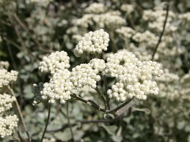 Ficha botánica de Planta regaliz (Helichrysum petiolare)