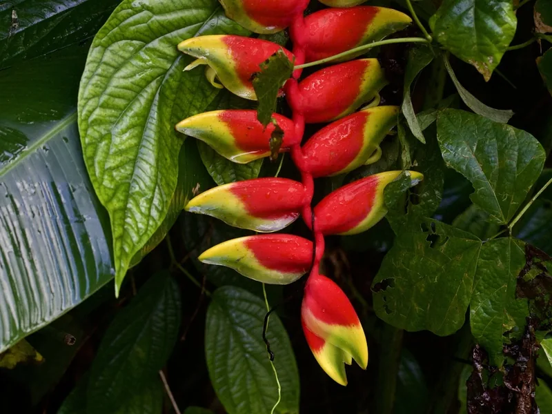 Cultivo y cuidados botánicos de Heliconia colgante