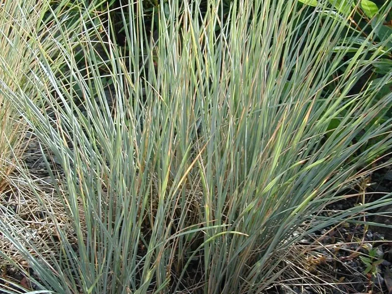 Ficha botánica de Avena azul (Helictotrichon sempervirens)
