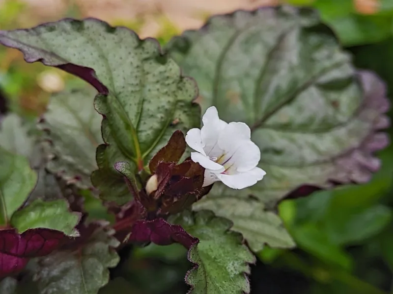 Cultivo y cuidados botánicos de Hiedra roja