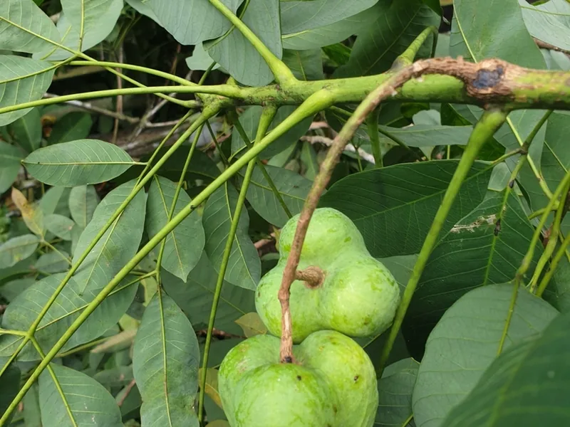 Cultivo y cuidados botánicos de Árbol del caucho