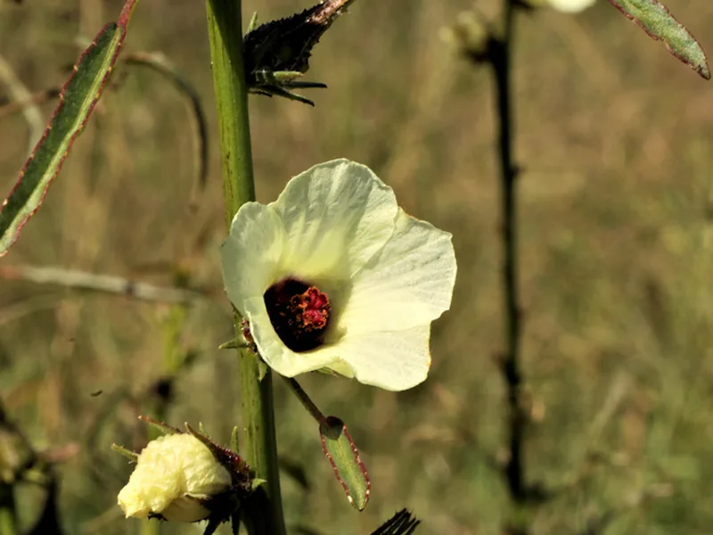 Ficha botánica de Hibisco de cáñamo (Hibiscus cannabinus)