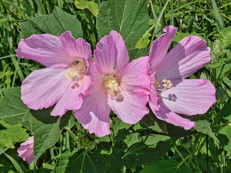 Cultivo y cuidados botánicos de Hibisco de pantano Luna