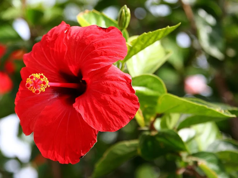 Cultivo y cuidados botánicos de Hibisco gigante