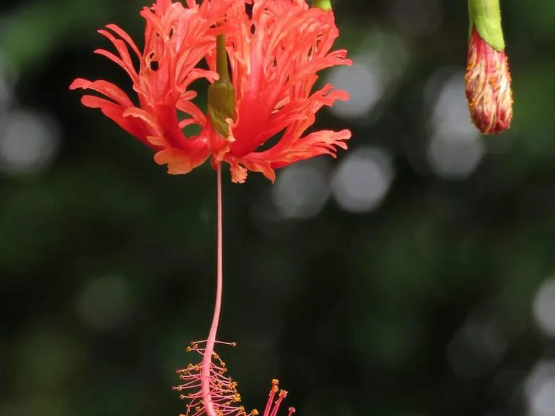 Cultivo y cuidados botánicos de Hibisco de pétalos divididos