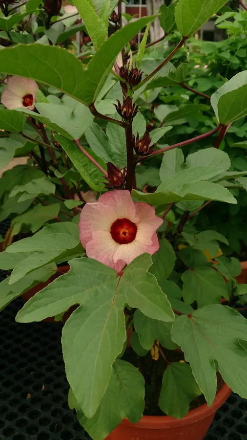 Cultivo y cuidados botánicos de Hibuscus Sabdariffa