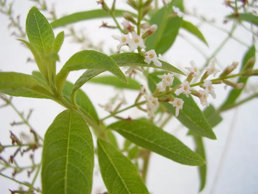 Cultivo y cuidados botánicos de Hierba Luisa