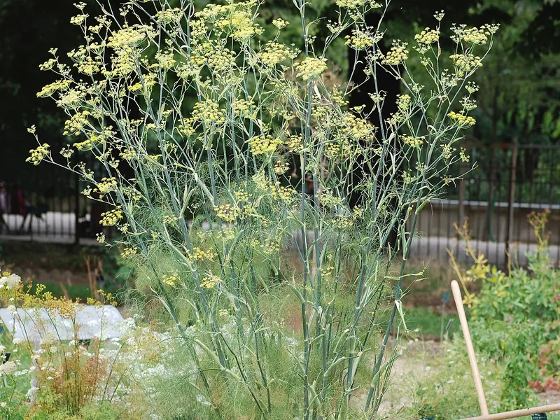 Cultivo y cuidados botánicos de Hinojo