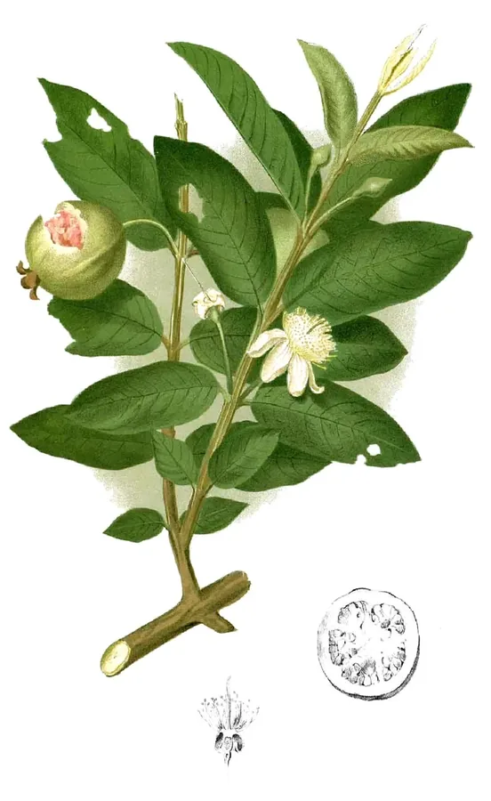 Cultivo y cuidados botánicos de Guayabo