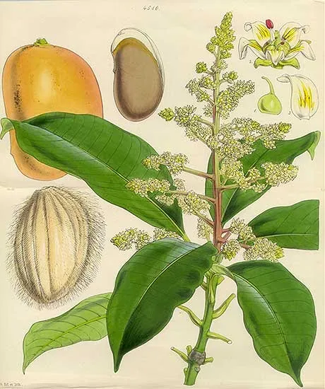 Cultivo y cuidados botánicos de Mango