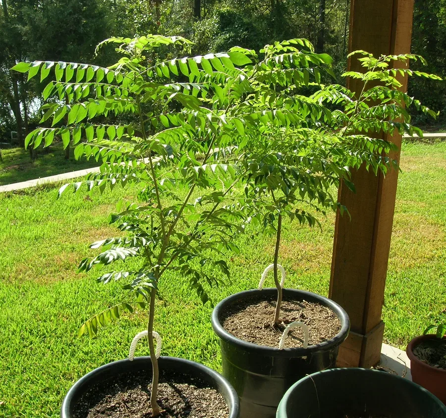 Ficha botánica de Hoja de curry (Murraya koenigii)