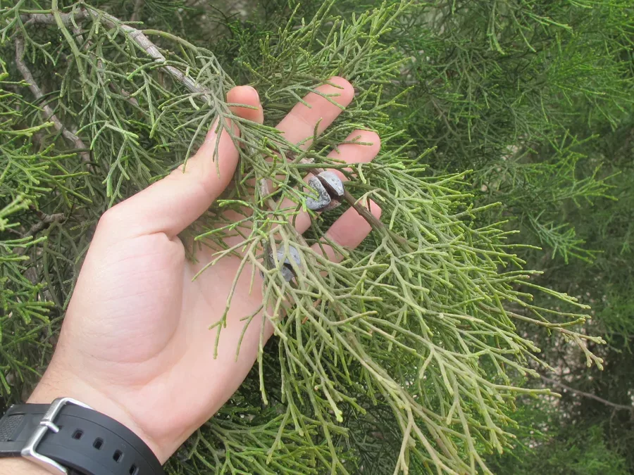 Cultivo y cuidados botánicos de Mora