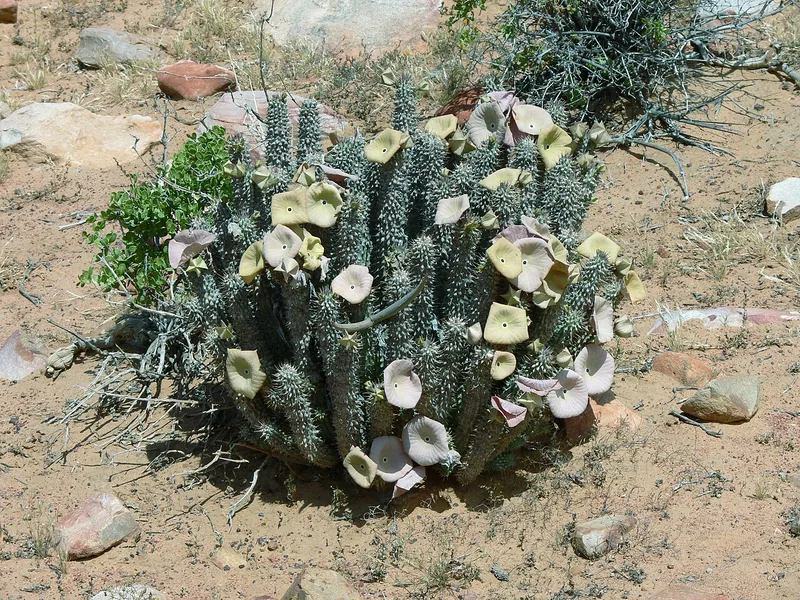 Cultivo y cuidados botánicos de Hoodia