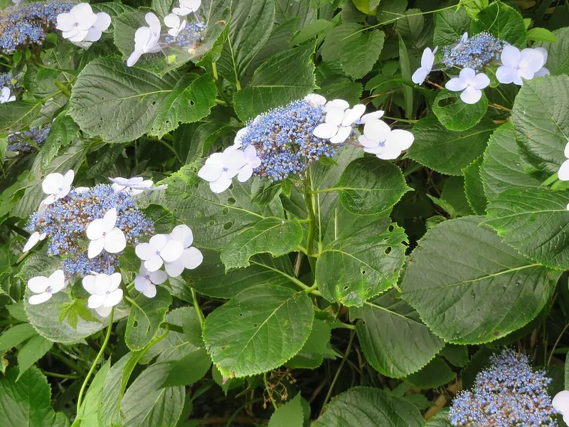 Cultivo y cuidados botánicos de Hortensia