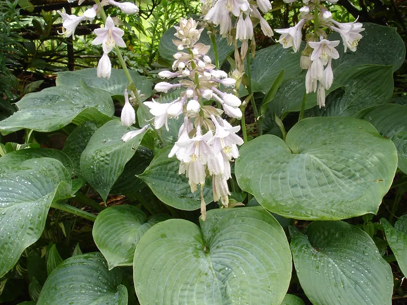 Cultivo y cuidados botánicos de Hosta de Fortune
