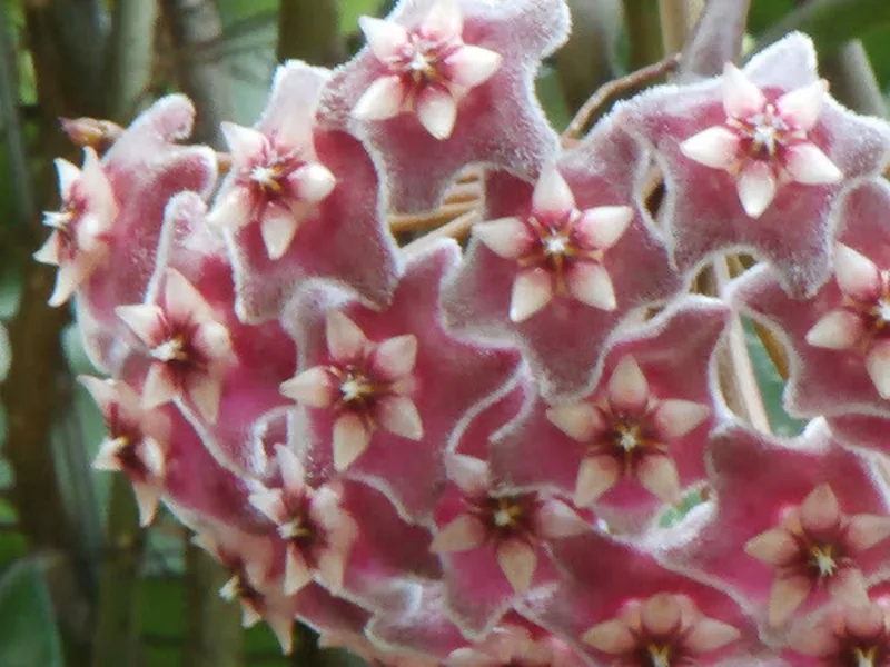 Cultivo y cuidados botánicos de Hoya Pubicalyx