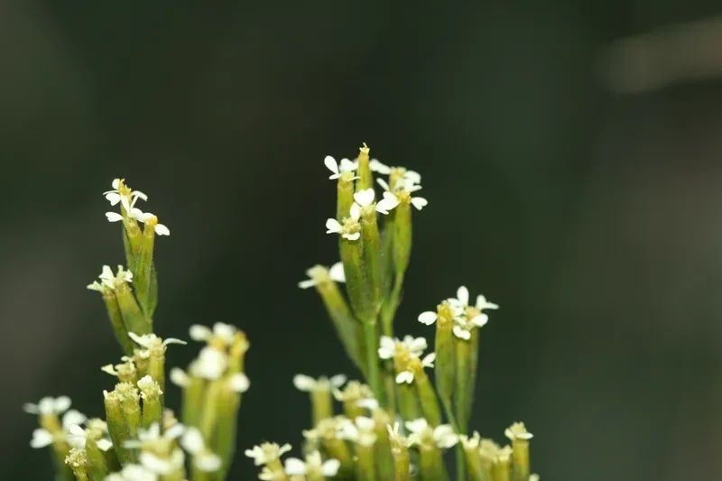 Cultivo y cuidados botánicos de Huacatay