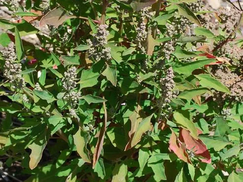 Cultivo y cuidados botánicos de Huauzontle
