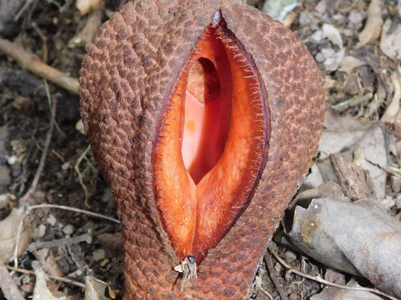 Cultivo y cuidados botánicos de Hidnora