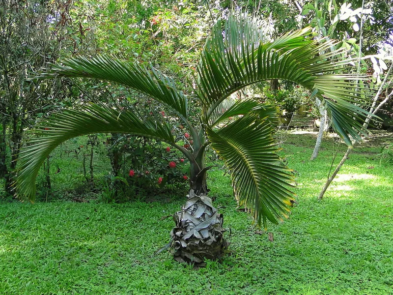 Cultivo y cuidados botánicos de Palma botella