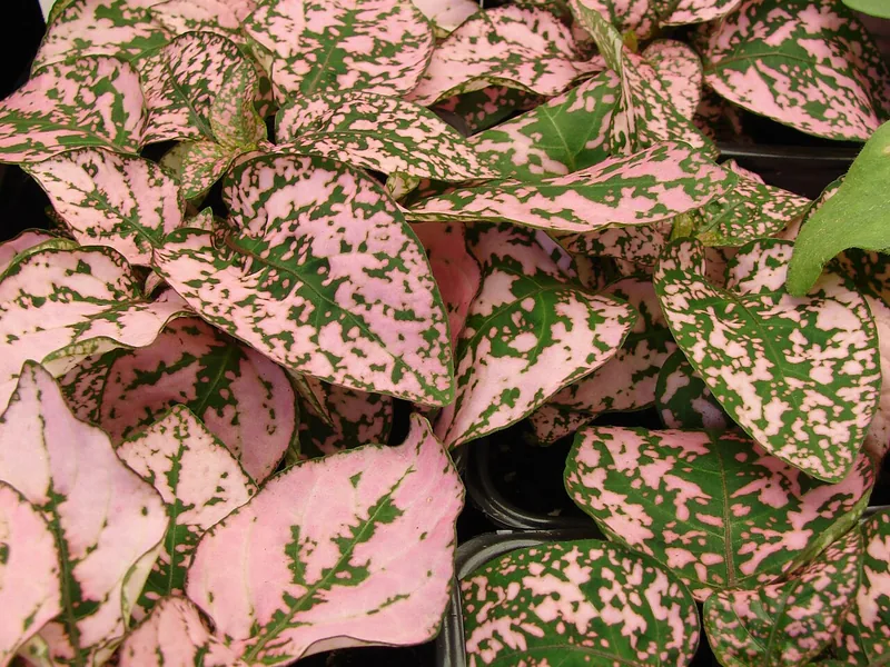 Cultivo y cuidados botánicos de Hypoestes Polka