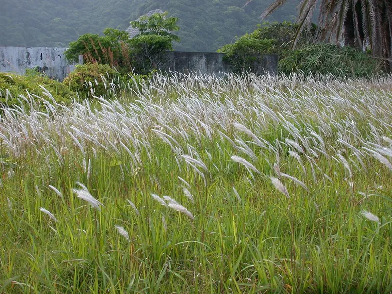 Ficha botánica de Hierba de sangre japonesa (Imperata cylindrica 'Red Baron')