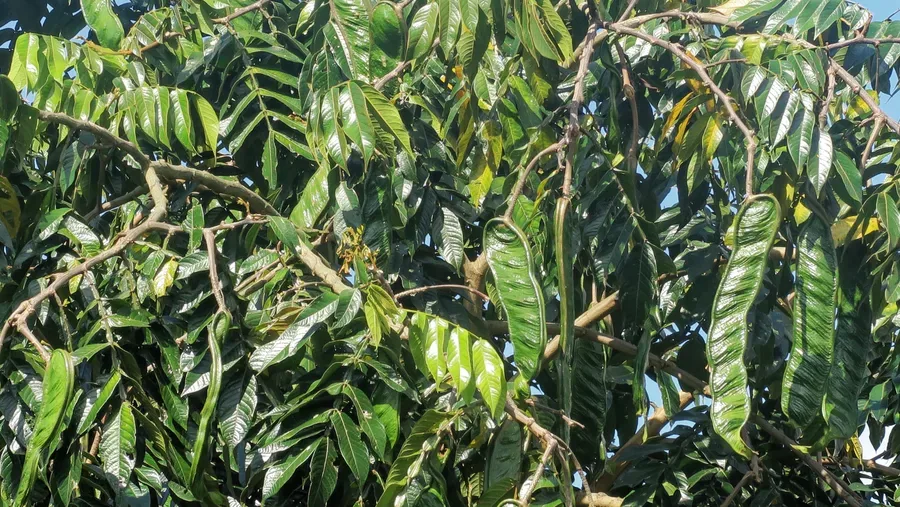 Cultivo y cuidados botánicos de Inga o Guaba