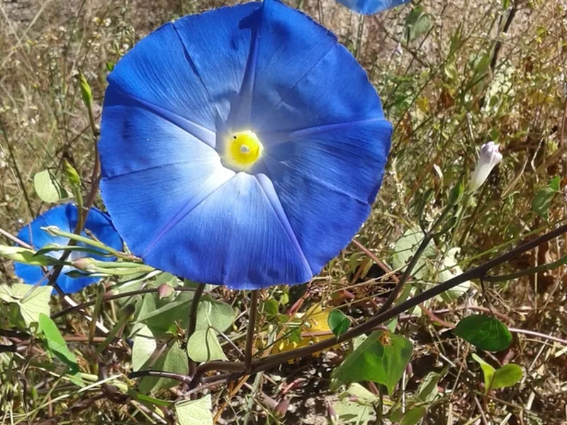 Cultivo y cuidados botánicos de Campanilla morada o Gloria de la mañana