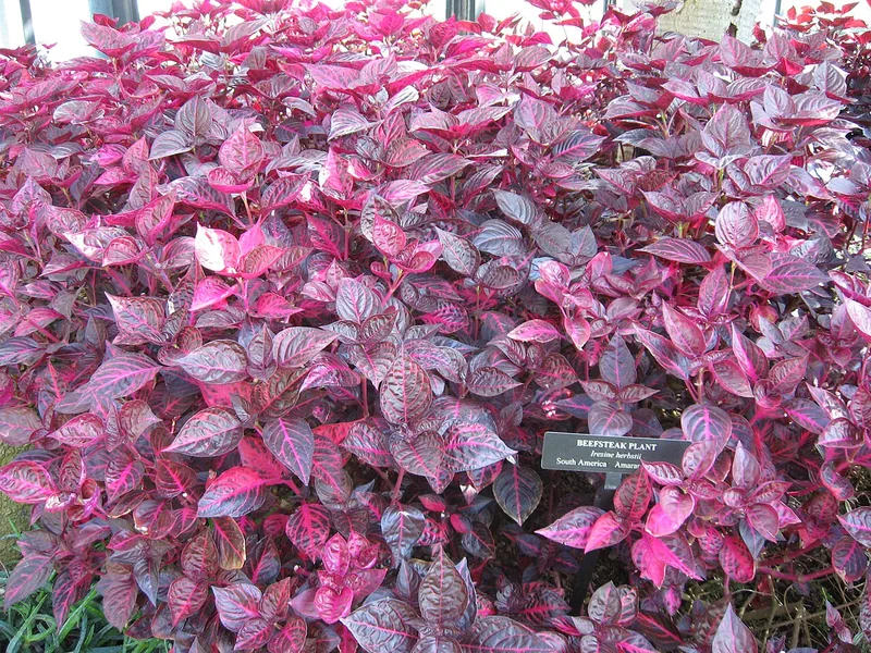 Cultivo y cuidados botánicos de Iresine o Planta de la sangre
