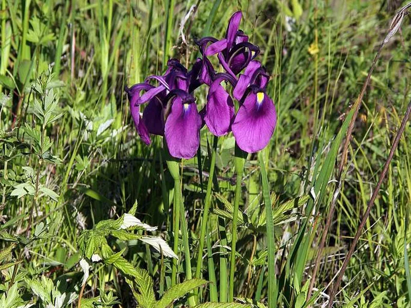 Cultivo y cuidados botánicos de Iris japonés