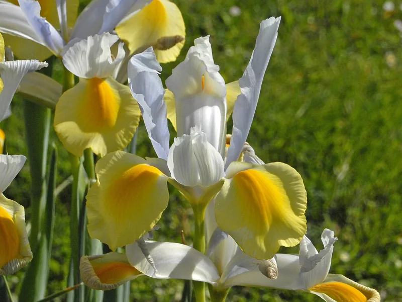 Cultivo y cuidados botánicos de Iris holandés