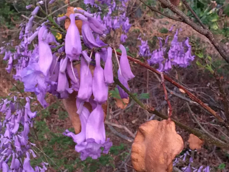 Cultivo y cuidados botánicos de Jacaranda Acutifolia